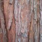 20 Incense cedar, Calocedrus decurrens, Tree Seeds (Hardy Fragrant Evergreen)
