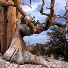 10 Bristlecone Pine, Pinus aristata, Tree Seeds (Hardy Evergreen, Bonsai)