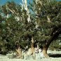 10 Bristlecone Pine, Pinus aristata, Tree Seeds (Hardy Evergreen, Bonsai)