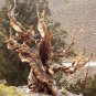 10 Bristlecone Pine, Pinus aristata, Tree Seeds (Hardy Evergreen, Bonsai)