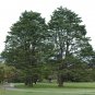 Monterey Cypress, Cupressus macrocarpa, Tree Seeds (Evergreen, Bonsai, Topiary)