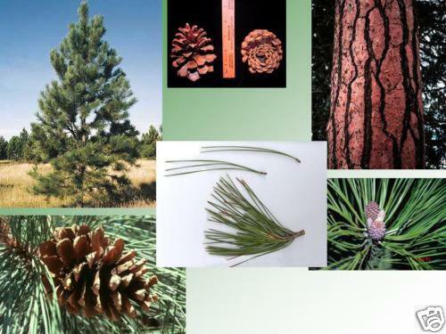 Pinus ponderosa Fast, Hardy, Fragrant Evergreen Ponderosa Pine Tree Seeds 