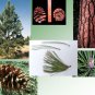 10 Ponderosa Pine, Pinus ponderosa, Tree Seeds (Fast, Hardy, Fragrant Evergreen)