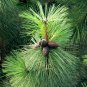 10 Ponderosa Pine, Pinus ponderosa, Tree Seeds (Fast, Hardy, Fragrant Evergreen)