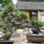 10 Ponderosa Pine, Pinus ponderosa, Tree Seeds (Fast, Hardy, Fragrant Evergreen)