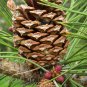10 Ponderosa Pine, Pinus ponderosa, Tree Seeds (Fast, Hardy, Fragrant Evergreen)