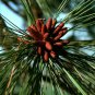 10 Ponderosa Pine, Pinus ponderosa, Tree Seeds (Fast, Hardy, Fragrant Evergreen)