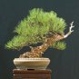 10 Ponderosa Pine, Pinus ponderosa, Tree Seeds (Fast, Hardy, Fragrant Evergreen)
