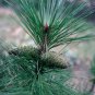 10 Ponderosa Pine, Pinus ponderosa, Tree Seeds (Fast, Hardy, Fragrant Evergreen)