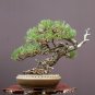 10 Ponderosa Pine, Pinus ponderosa, Tree Seeds (Fast, Hardy, Fragrant Evergreen)