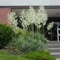 30 Adams Needle, Yucca filamentosa, Shrub Seeds (Showy Hardy Evergreen)