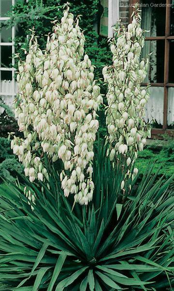 30 Adams Needle, Yucca filamentosa, Shrub Seeds (Showy Hardy Evergreen)