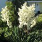 30 Adams Needle, Yucca filamentosa, Shrub Seeds (Showy Hardy Evergreen)