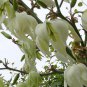 30 Adams Needle, Yucca filamentosa, Shrub Seeds (Showy Hardy Evergreen)