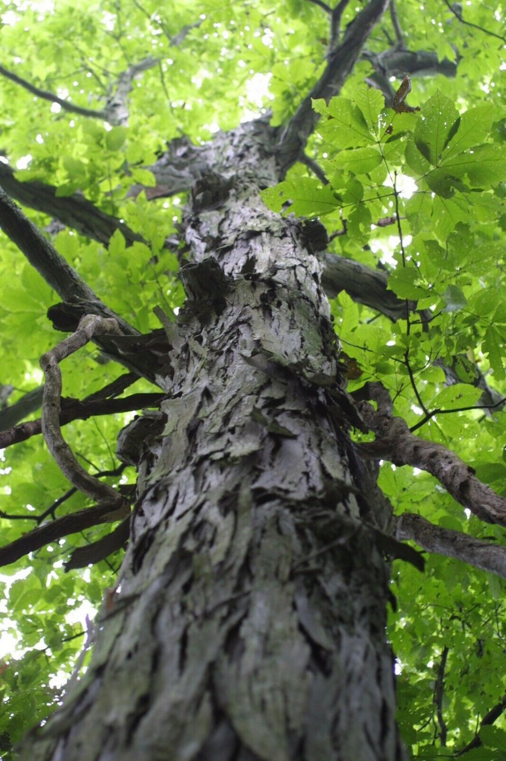 Shagbark Hickory, Carya ovata Seeds (Edible, Fall Color, Hardy, Shade)