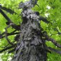 Shagbark Hickory, Carya ovata Seeds (Edible, Fall Color, Hardy, Shade)
