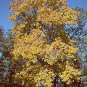 Shagbark Hickory, Carya ovata Seeds (Edible, Fall Color, Hardy, Shade)