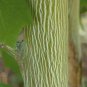 Manchurian Striped Maple, (Snake Bark), Acer tegmentosum, Tree Seeds (Fast)