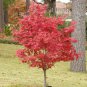 Japanese Maple, Acer palmatum, Tree Seeds (Fall Colors, Fast, Hardy, Bonsai)