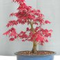 Japanese Maple, Acer palmatum, Tree Seeds (Fall Colors, Fast, Hardy, Bonsai)