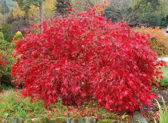 Red Lace Leaf Japanese Maple, Acer palmatum atropurpureum dissectum, Tree Seeds