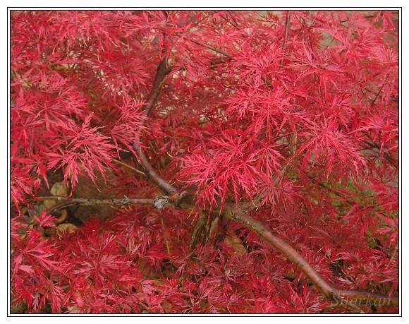 Red Lace Leaf Japanese Maple Acer Palmatum Atropurpureum Dissectum Tree Seeds