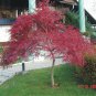Red Lace Leaf Japanese Maple, Acer palmatum atropurpureum dissectum, Tree Seeds