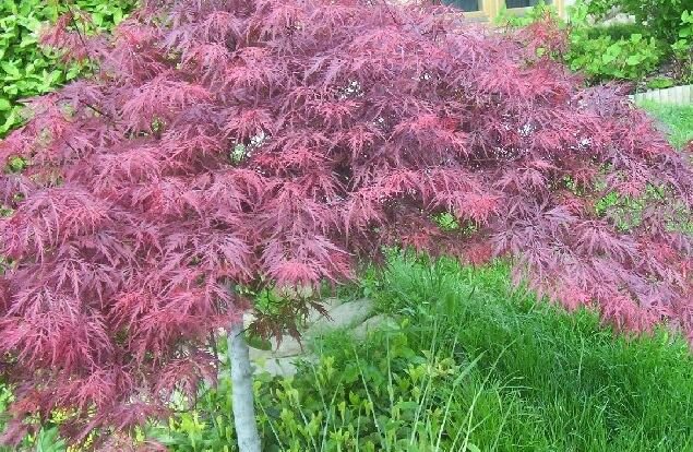 Red Lace Leaf Japanese Maple, Acer palmatum atropurpureum dissectum ...