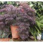 Red Lace Leaf Japanese Maple, Acer palmatum atropurpureum dissectum, Tree Seeds