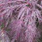 Red Lace Leaf Japanese Maple, Acer palmatum atropurpureum dissectum, Tree Seeds