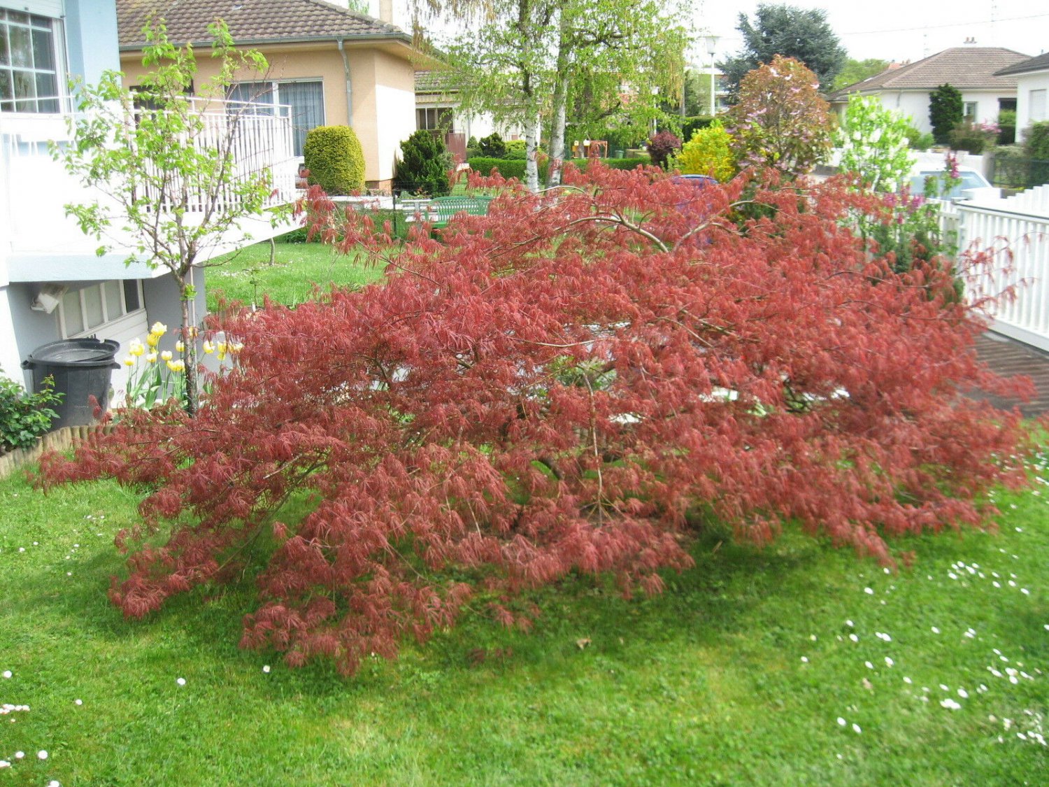 Red Lace Leaf Japanese Maple Acer Palmatum Atropurpureum Dissectum