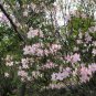 Royal Azalea, Rhododendron schlippenbachii, Seeds (Showy, Fragrant, Fall Color)