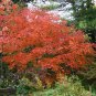 Full Moon Maple, Acer japonicum, Tree Seeds (Fall Color, Bonsai, Hardy, Easy)