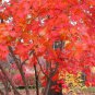 Full Moon Maple, Acer japonicum, Tree Seeds (Fall Color, Bonsai, Hardy, Easy)