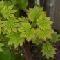 Full Moon Maple, Acer japonicum, Tree Seeds (Fall Color, Bonsai, Hardy, Easy)