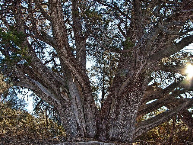 Alligator Juniper, Juniperus deppeana pachyphlaea, Tree Seeds (Hardy Evergreen)