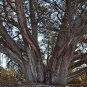 Alligator Juniper, Juniperus deppeana pachyphlaea, Tree Seeds (Hardy Evergreen)