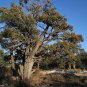 Alligator Juniper, Juniperus deppeana pachyphlaea, Tree Seeds (Hardy Evergreen)