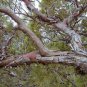 Alligator Juniper, Juniperus deppeana pachyphlaea, Tree Seeds (Hardy Evergreen)