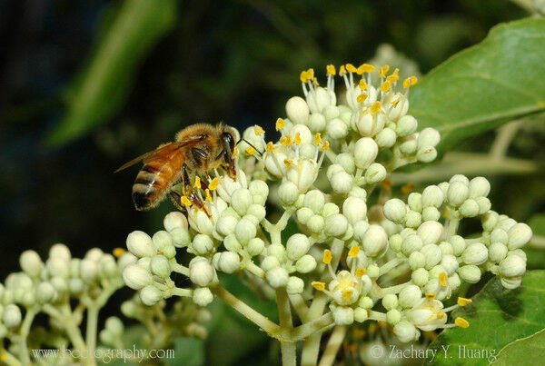 Korean Evodia, (Bee Bee Tree), Evodia danielli, Tree Seeds (Fast, Fragrant)