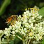 Korean Evodia, (Bee Bee Tree), Evodia danielli, Tree Seeds (Fast, Fragrant)