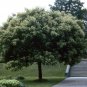 Korean Evodia, (Bee Bee Tree), Evodia danielli, Tree Seeds (Fast, Fragrant)