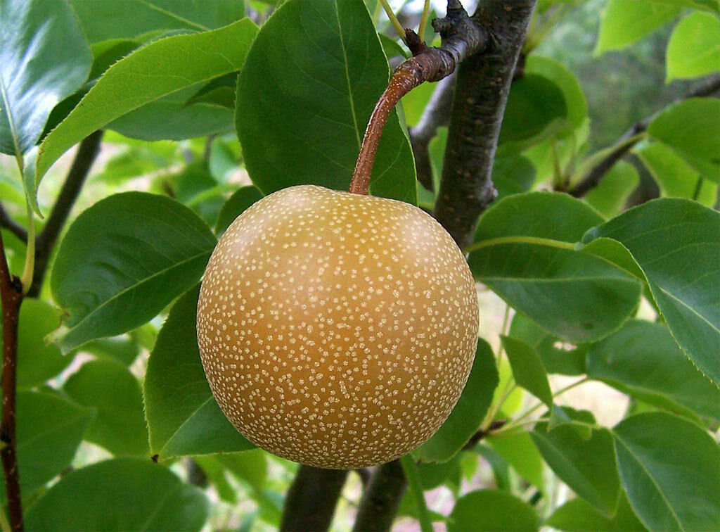 Asian Pear, (Chinese Sand Pear), Pyrus pyrifolia, Tree Seeds (Edible, Fast)