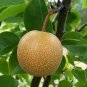 Asian Pear, (Chinese Sand Pear), Pyrus pyrifolia, Tree Seeds (Edible, Fast)