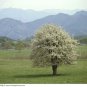 Asian Pear, (Chinese Sand Pear), Pyrus pyrifolia, Tree Seeds (Edible, Fast)
