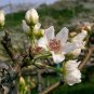 Asian Pear, (Chinese Sand Pear), Pyrus pyrifolia, Tree Seeds (Edible, Fast)