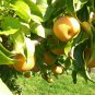 Asian Pear, (Chinese Sand Pear), Pyrus pyrifolia, Tree Seeds (Edible, Fast)