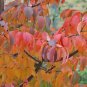 Shining Birch Bark Cherry, Prunus serrula, Tree Seeds (Showy, Fast, Fall Color)