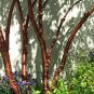 Shining Birch Bark Cherry, Prunus serrula, Tree Seeds (Showy, Fast, Fall Color)