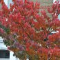 Shining Birch Bark Cherry, Prunus serrula, Tree Seeds (Showy, Fast, Fall Color)